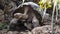 Galapagos Giant Tortoise. Galapaguera Interpretation Center, Isla San Cristobal, Galapagos Island