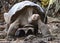 Galapagos Giant Tortoise. The Galapaguera Interpretation Center on San Cristobal, Galapagos Islands