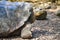 Galapagos Giant Tortoise, at the Galapaguera Interpretation Center on San Cristobal, Galapagos Islands