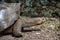 Galapagos Giant Tortoise, at the Galapaguera Interpretation Center on San Cristobal, Galapagos Islands