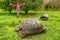 Galapagos Giant Tortoise and happy tourist woman on Santa Cruz Island Galapagos