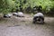 Galapagos Giant Tortoise on Isabela Island - Ecuador