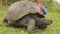 Galapagos Giant Tortoise and tourist woman on Santa Cruz Island Galapagos