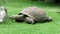Galapagos giant tortoise turtle eating grass - Chelonoidis