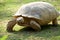 galapagos giant tortoise is walking on the grassland. photo took in zhuhai chimelong park, China.