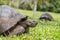 Galapagos Giant Tortoise walking slow on Santa Cruz Island in Galapagos Islands