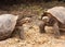 Galapagos Giant Tortoises