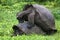 Galapagos Giant Tortoises mating having sex on Santa Cruz Island