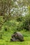 Galapagos Giant Tortoises mating having sex on Santa Cruz Island