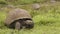 Galapagos Giant Tortoises on Santa Cruz Island in Galapagos Islands