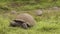 Galapagos Giant Tortoises on Santa Cruz Island in Galapagos Islands