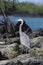 Galapagos Great Blue Heron