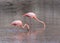 Galapagos Greater Flamingos eating