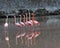 Galapagos Greater Flamingos in mating dance