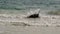 Galapagos Green Turtle mating in the surf