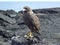 Galapagos hawk