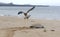 Galapagos Hawk Buteo galapagoensis flying above a Galapagos green turtle, Playa Espumilla, Santiago Island, Galapagos Islands