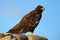 Galapagos hawk on Espanola Island, Galapagos National park, Ecuador