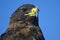 Galapagos hawk, Galapagos