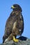 Galapagos hawk, Galapagos