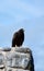 Galapagos Hawk perched on Espanola Island