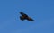 Galapagos Hawk Soars over Espanola Island