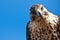 Galapagos Hawk with tilted head