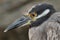 Galapagos heron in Floreana island