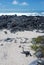 Galapagos Iguana on a beach