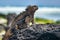 Galapagos Iguana heating itself in the sun resting on rock on Tortuga bay beach