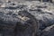 Galapagos iguana perched on grey lava rocks