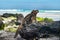 Galapagos Iguana in the sun on rock on Tortuga bay beach Santa Cruz Island