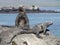 Galapagos Iguanas Sunbathing