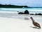 Galapagos Island - Nice Beach and Pelican