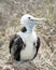 Galapagos Islands