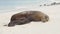 Galapagos islands animals newborn baby sea lion pup right after birth by mother