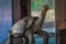 Galapagos Islands - August 23, 2017: Lonesone George in the Darwin Research center in Santa Cruz Island, Galapagos Islands,