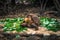 Galapagos Islands - August 23, 2017: Super Diego, the giant Tortoise in the Darwin Research Center in Santa Cruz Island, Galapagos