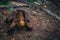 Galapagos Islands - August 23, 2017: Super Diego, the giant Tortoise in the Darwin Research Center in Santa Cruz Island, Galapagos