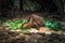 Galapagos Islands - August 23, 2017: Super Diego, the giant Tortoise in the Darwin Research Center in Santa Cruz Island, Galapagos