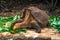 Galapagos Islands - August 23, 2017: Super Diego, the giant Tortoise in the Darwin Research Center in Santa Cruz Island, Galapagos