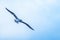 Galapagos Islands - August 24, 2017: Blue-footed Boobie bird flying over Puerto Ayora in Santa Cruz island, Galapagos Islands,