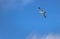 Galapagos Islands - August 24, 2017: Blue-footed Boobie flying over Plaza Sur island, Galapagos Islands, Ecuador