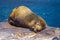 Galapagos Islands - August 24, 2017: Sealion sleeping in Plaza Sur island, Galapagos Islands, Ecuador