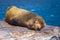 Galapagos Islands - August 24, 2017: Sealion sleeping in Plaza Sur island, Galapagos Islands, Ecuador