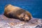 Galapagos Islands - August 24, 2017: Sealion sleeping in Plaza Sur island, Galapagos Islands, Ecuador