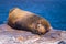 Galapagos Islands - August 24, 2017: Sealion sleeping in Plaza Sur island, Galapagos Islands, Ecuador