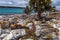 Galapagos Islands - August 24, 2017: Sealions in Plaza Sur island, Galapagos Islands, Ecuador