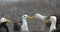 Galapagos Islands - Galapagos Albatross aka Waved albatrosses on Espanola Island