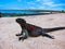 Galapagos Islands Marine Iguana
